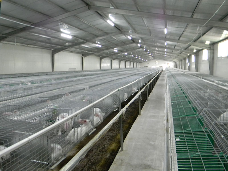 Rabbit breeding project case(圖2)